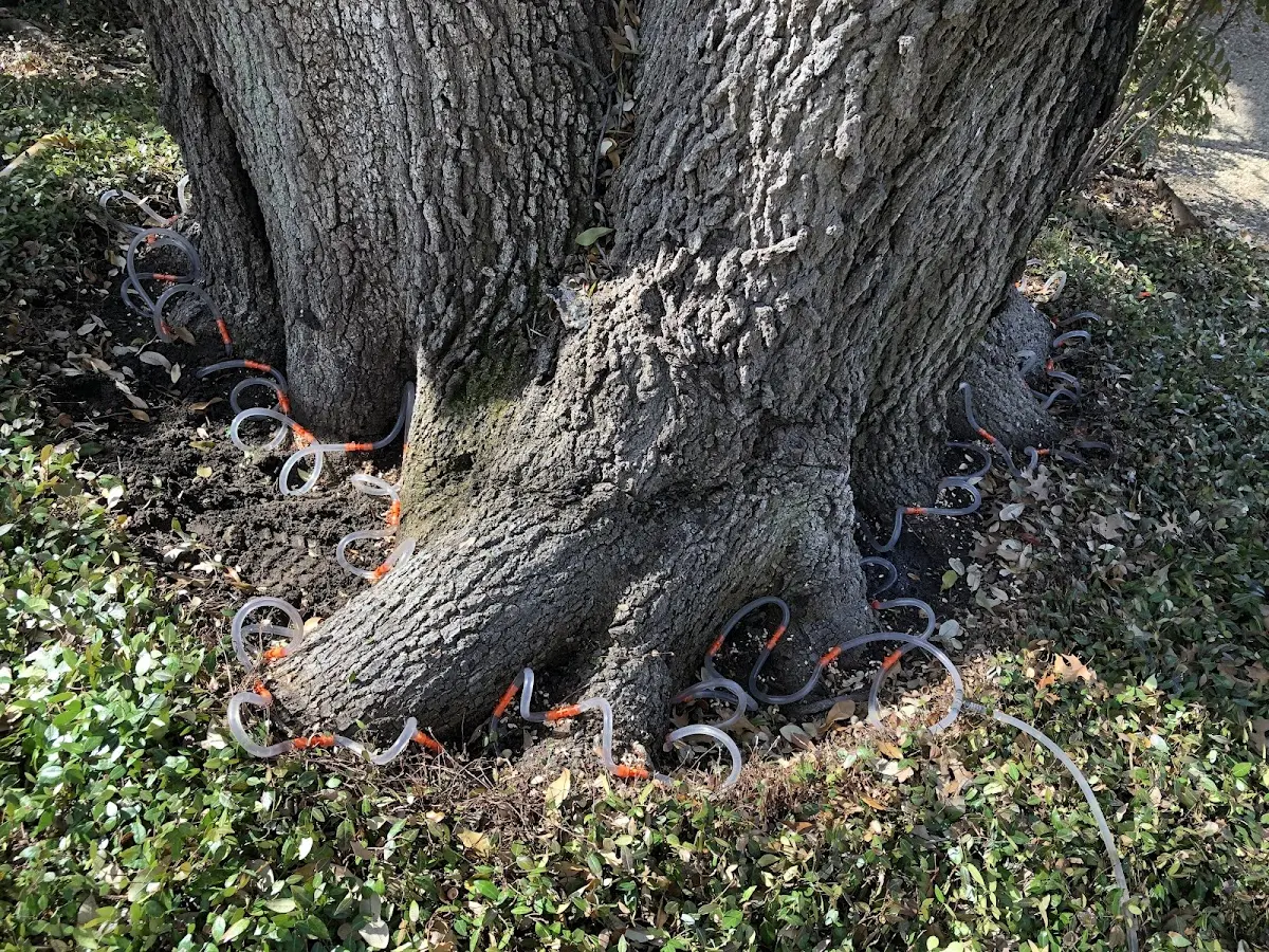 Detailed Tree Cabling and Bracing job site in Crystal Springs