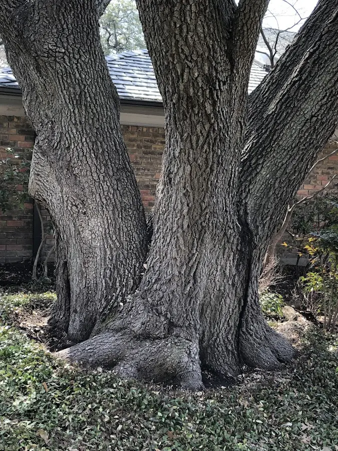 Mature heritage tree close to a Crystal Springs property cared for by certified arborists